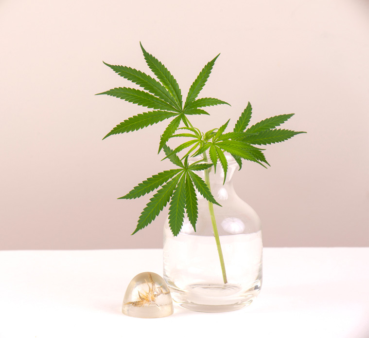 Whim-and-a-Dare-What-Is-CBD-IMG